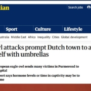 Screenshot Guardian mit Artikel über Uhu-Attacken, die mit Regenschirmen abgewehrt werden