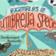 Umbrella species Illustration
