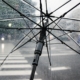 transparenter Bezug eines Regenschirms